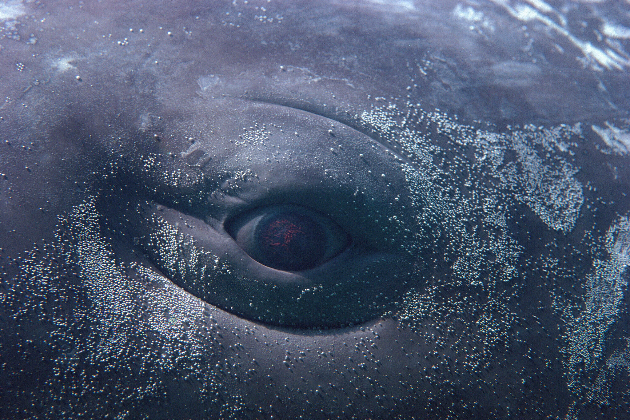 An eye of a whale
