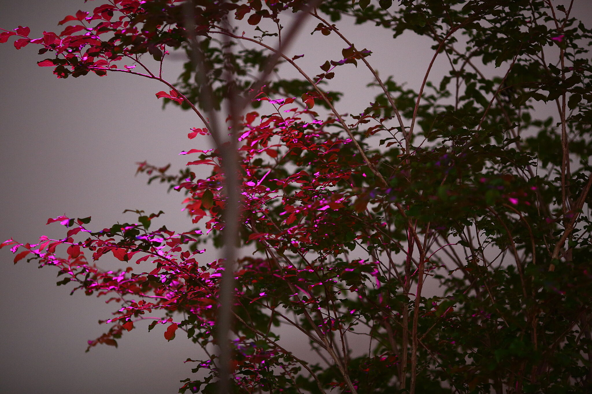 Tree leaves in bright pink light.